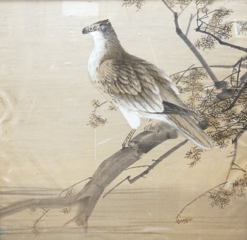 Chinese School, Study of a bird of prey, watercolour on silk, 49 x 51cm